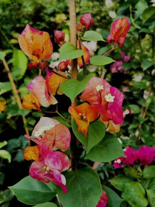 Hybrid_Thima_Bougainvillea_Flower_Plant_(Pack_Of-1_)