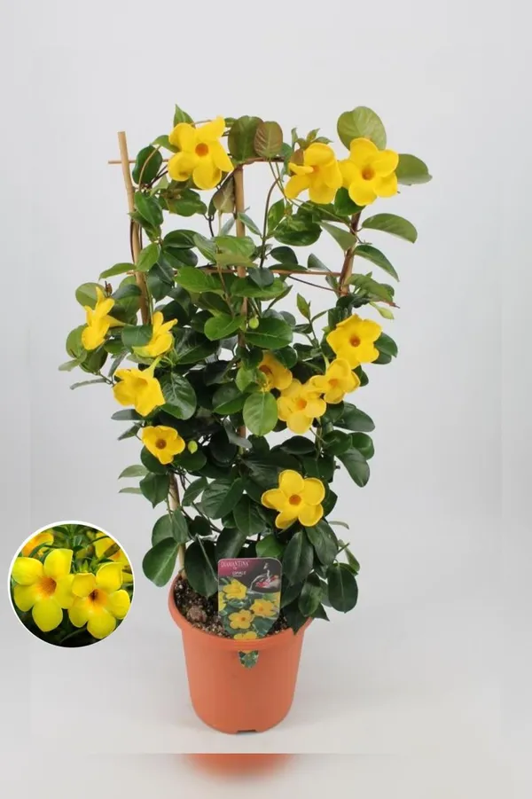 Hybrid_Mandevilla_Yellow_Flower_Plant_(Pack_Of-1_)