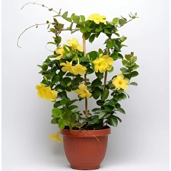 Hybrid_Mandevilla_Yellow_Flower_Plant_(Pack_Of-1_)