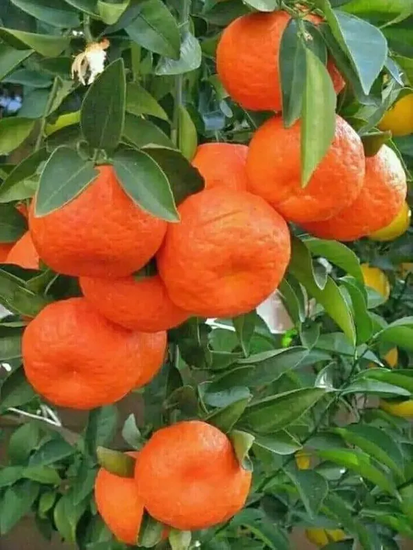 Sweet_Orange_🍊🍊🍊_Fruit_Plant_(Hybrid_&_Grafting)_Pack_Of-1