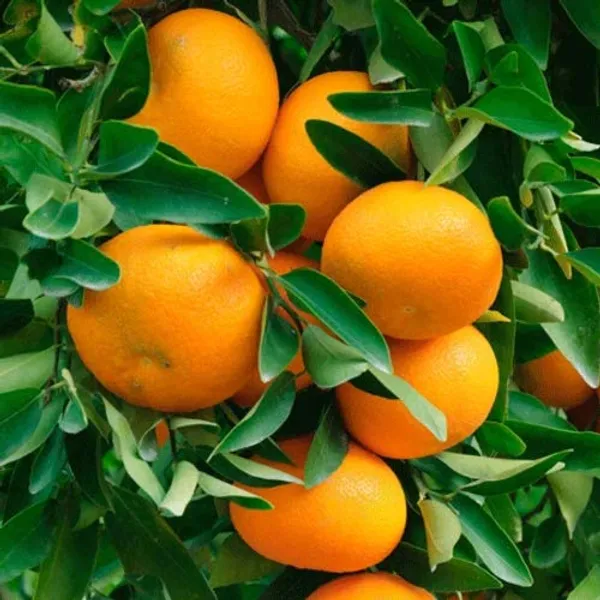 Sweet_Orange_🍊🍊🍊_Fruit_Plant_(Hybrid_&_Grafting)_Pack_Of-1