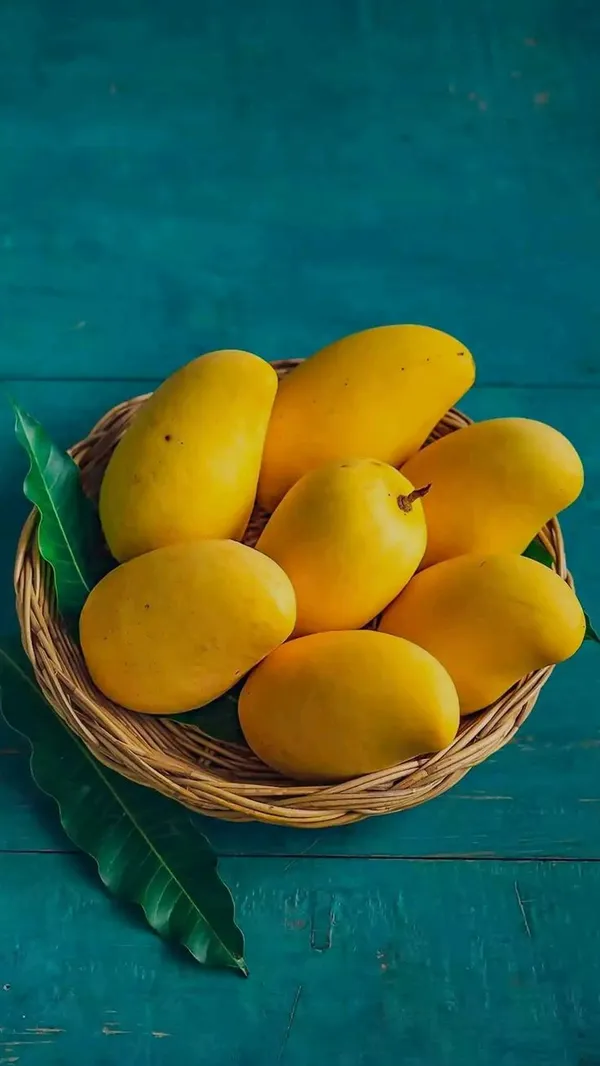 Deshari_Mango_Grafting_Hybrid_Fruit_Plant_(Pack_Of_1)
