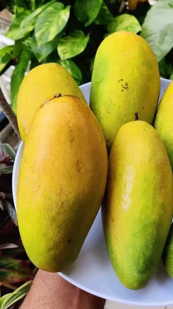 Deshari_Mango_Grafting_Hybrid_Fruit_Plant_(Pack_Of_1)