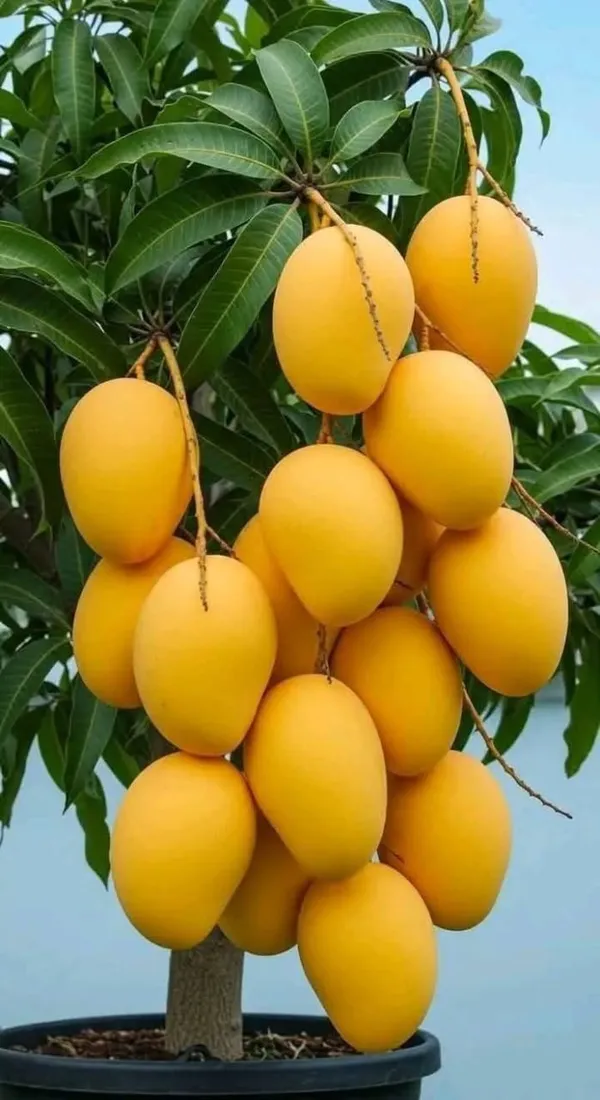Deshari_Mango_Grafting_Hybrid_Fruit_Plant_(Pack_Of_1)