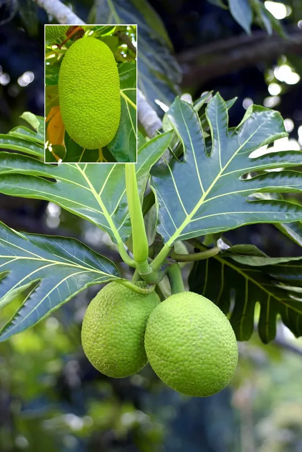 Hybrid_Breadfruit_Grafted_Live_Plant