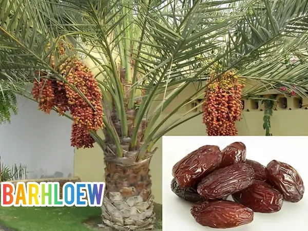 Hybrid_Date_Fruit_Plant_(1.5-3_Feet_Height_Pack_Of_1)