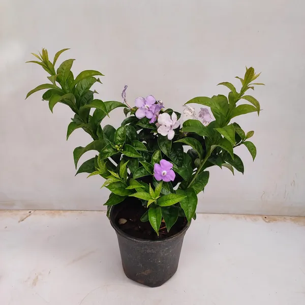 Yesterday_Today__And_Tomorrow_Flower_Plant_(Pack_Of-1_)