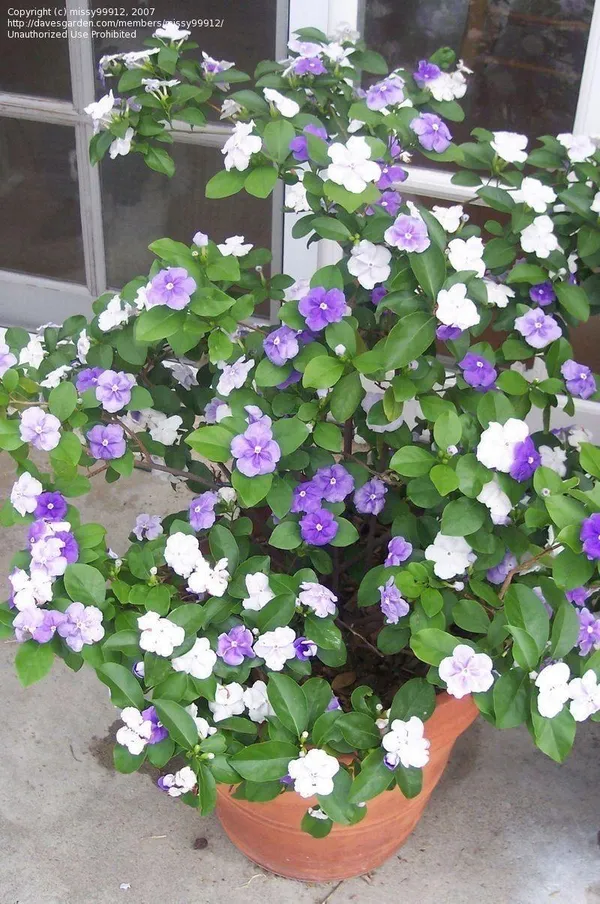 Yesterday_Today__And_Tomorrow_Flower_Plant_(Pack_Of-1_)