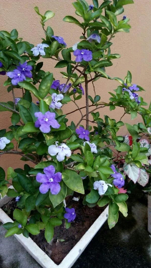 Yesterday_Today__And_Tomorrow_Flower_Plant_(Pack_Of-1_)