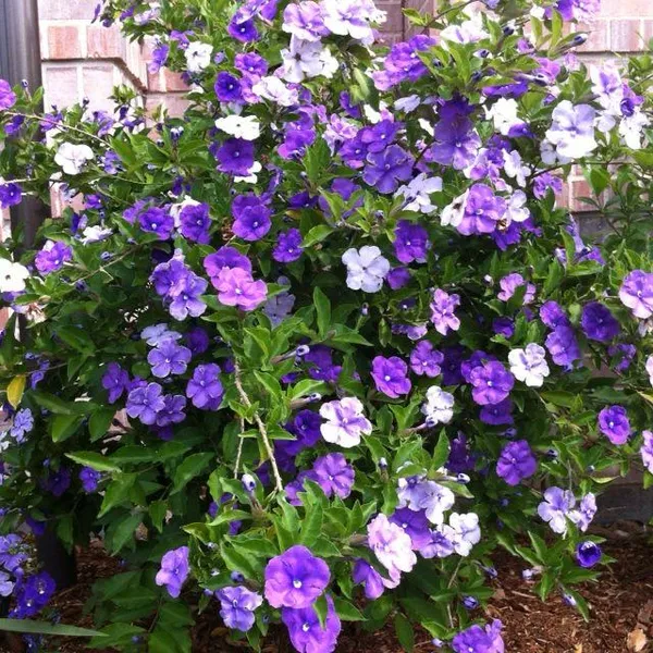 Yesterday_Today__And_Tomorrow_Flower_Plant_(Pack_Of-1_)