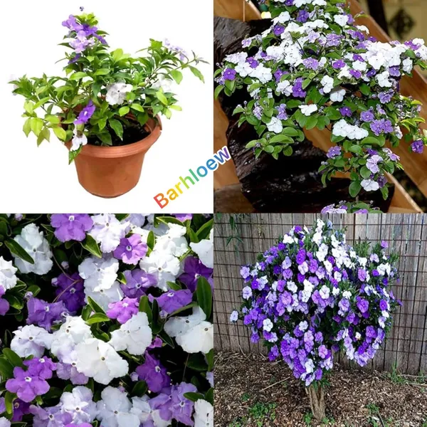 Yesterday_Today__And_Tomorrow_Flower_Plant_(Pack_Of-1_)