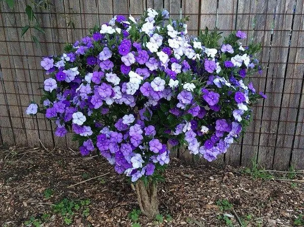 Yesterday_Today__And_Tomorrow_Flower_Plant_(Pack_Of-1_)