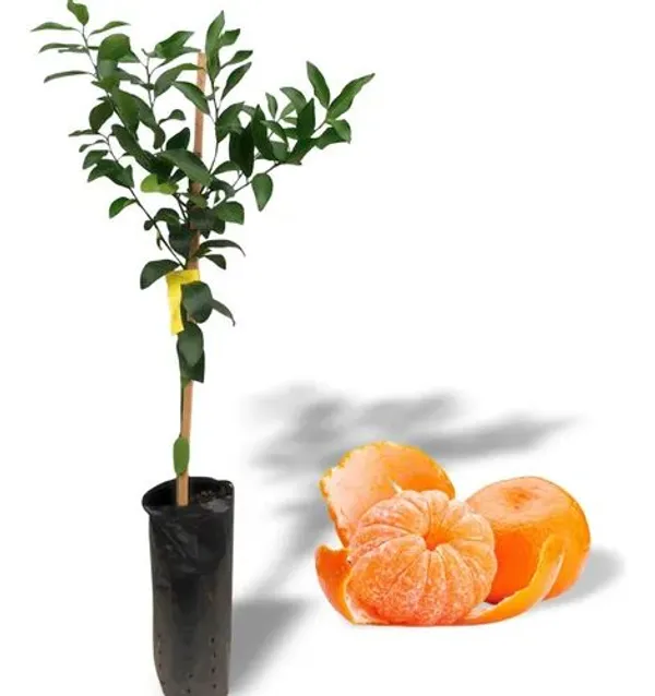 Hamlin_Orange_Fruit_Plant_|_Grafting_(Pack_Of_1)