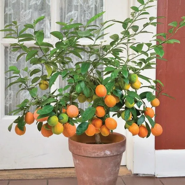 Hamlin_Orange_Fruit_Plant_|_Grafting_(Pack_Of_1)