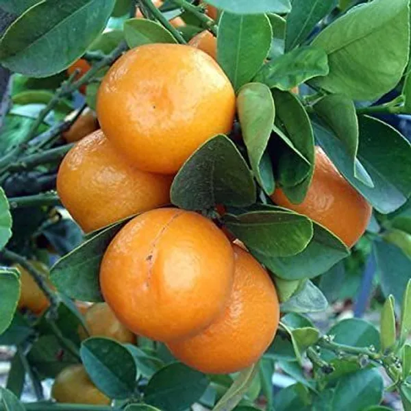 Hamlin_Orange_Fruit_Plant_|_Grafting_(Pack_Of_1)