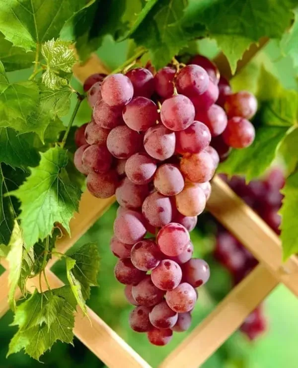 Hybrid_Thai_Seedless_Grapes_Grafting_Plant_(Pack_Of-1)