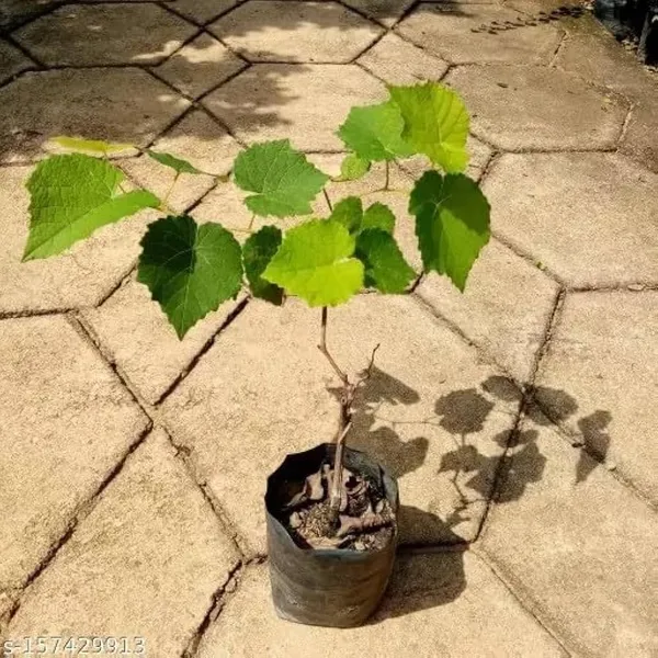 Hybrid_Thai_Seedless_Grapes_Grafting_Plant_(Pack_Of-1)