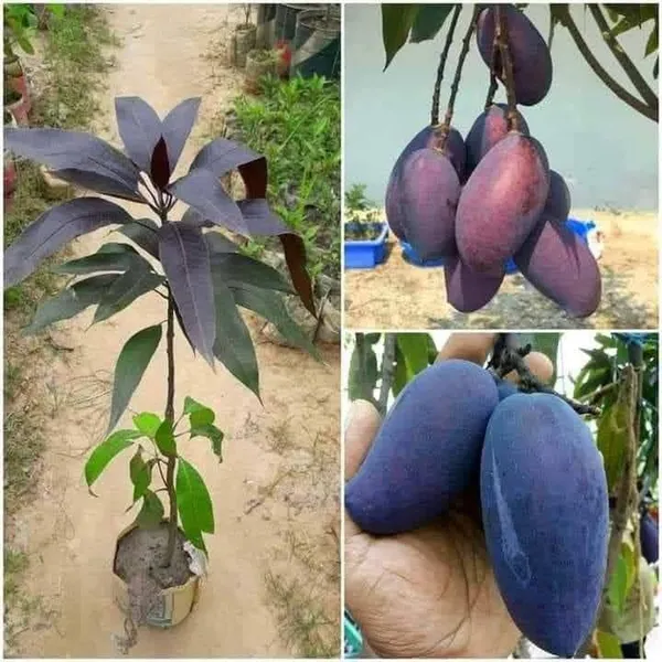 Kohitur_Mango_Fruit_Plant_(Hybrid_&_Grafting)_Pack_Of-1