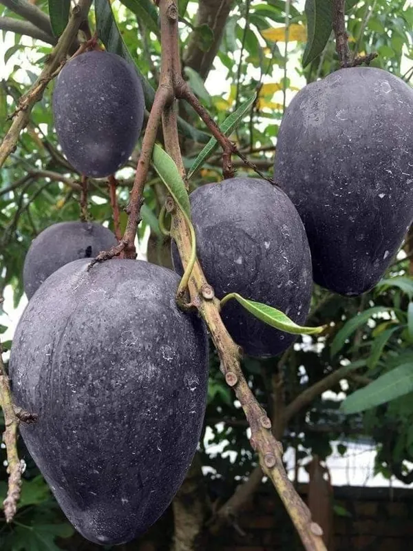 Kohitur_Mango_Fruit_Plant_(Hybrid_&_Grafting)_Pack_Of-1