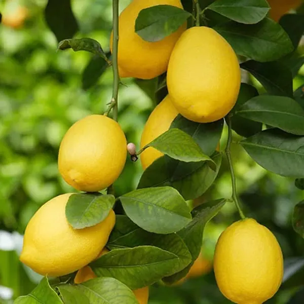 Thai_Pati_Lemon(Hybrid_&_Grafting)_Pack_Of-1