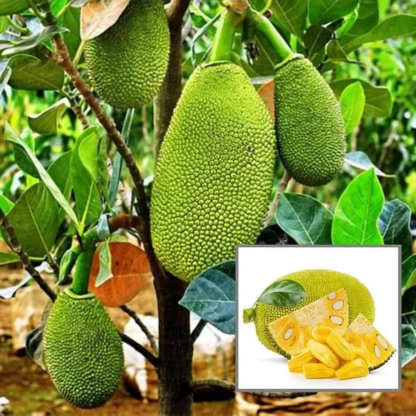 Jackfruit_Plant_(Hybrid_&_Grafting)_Pack_Of-1