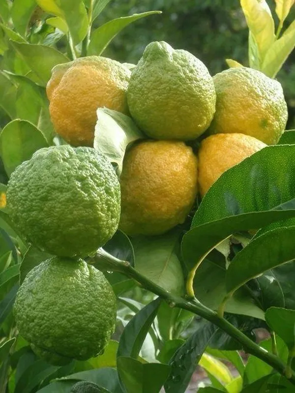 Kaffir_Lemon_Fruit_Plant_(Hybrid_&_Grafting)_Pack_Of-1