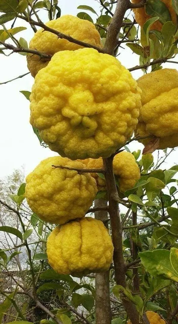 Kaffir_Lemon_Fruit_Plant_(Hybrid_&_Grafting)_Pack_Of-1