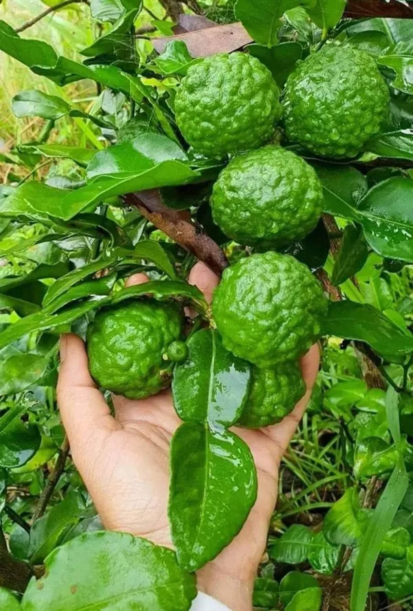 Kaffir_Lemon_Fruit_Plant_(Hybrid_&_Grafting)_Pack_Of-1