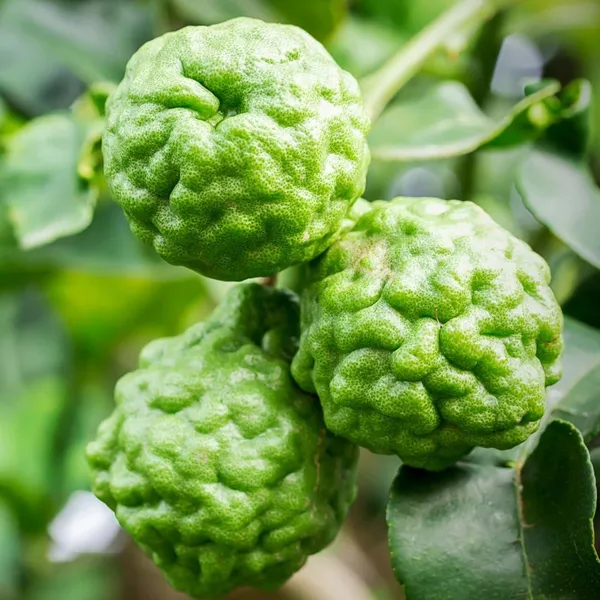 Kaffir_Lemon_Fruit_Plant_(Hybrid_&_Grafting)_Pack_Of-1