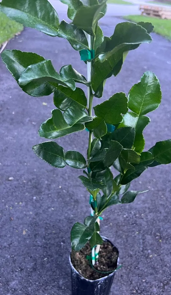 Kaffir_Lemon_Fruit_Plant_(Hybrid_&_Grafting)_Pack_Of-1