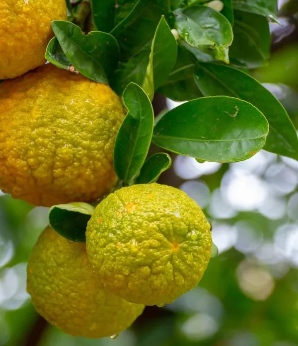 Kaffir_Lemon_Fruit_Plant_(Hybrid_&_Grafting)_Pack_Of-1