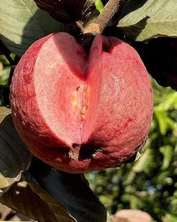 Hybrid_Red_Malaysian_Guava_Grafting_Fruit_Plant_(Pack_Of-1)