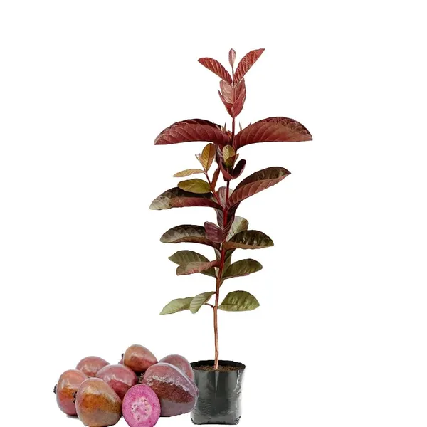 Hybrid_Red_Malaysian_Guava_Grafting_Fruit_Plant_(Pack_Of-1)