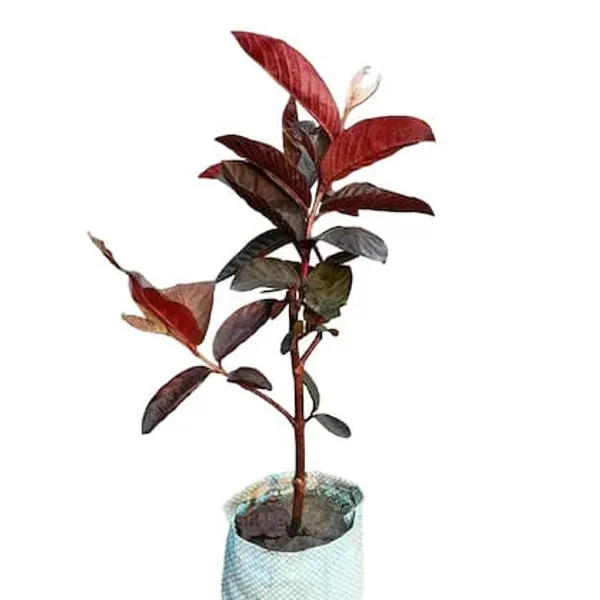 Hybrid_Red_Malaysian_Guava_Grafting_Fruit_Plant_(Pack_Of-1)