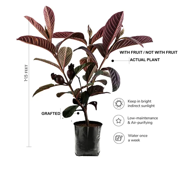 Hybrid_Red_Malaysian_Guava_Grafting_Fruit_Plant_(Pack_Of-1)
