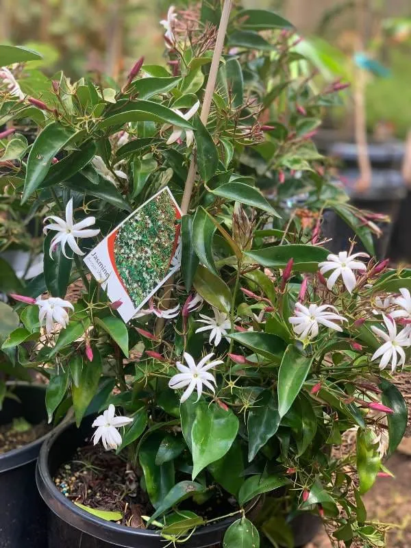 Angel_Wing_Jasmine_Flower_Plant_(Pack_Of-1_)