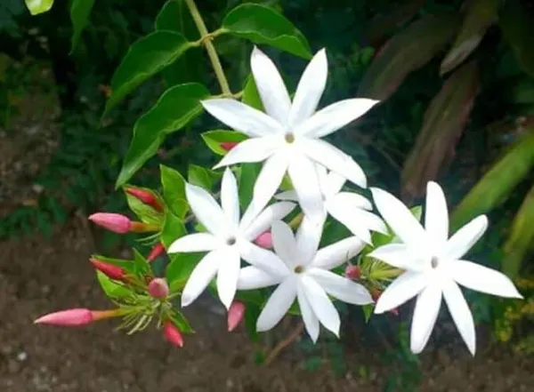 Angel_Wing_Jasmine_Flower_Plant_(Pack_Of-1_)