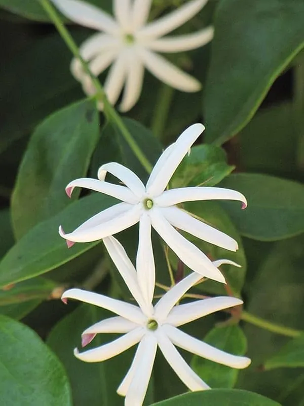 Angel_Wing_Jasmine_Flower_Plant_(Pack_Of-1_)