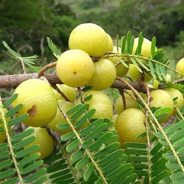 Amla_Green_(Hybrid_&_Grafting)Fruit_Plant_Pack_Of-1