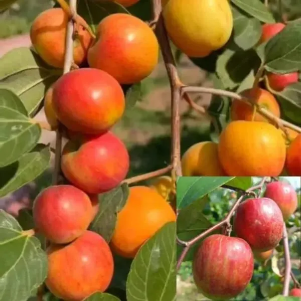 Thai_Kashmiri_Apple_Ber_Fruit_Plant_(Hybrid_&_Grafting)_Pack_Of-1