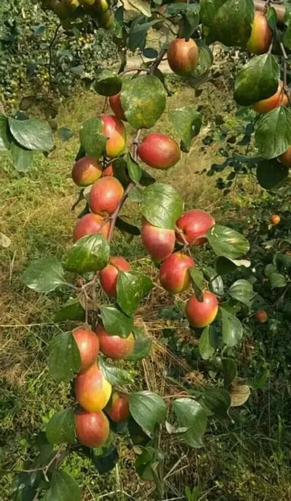 Thai_Kashmiri_Apple_Ber_Fruit_Plant_(Hybrid_&_Grafting)_Pack_Of-1