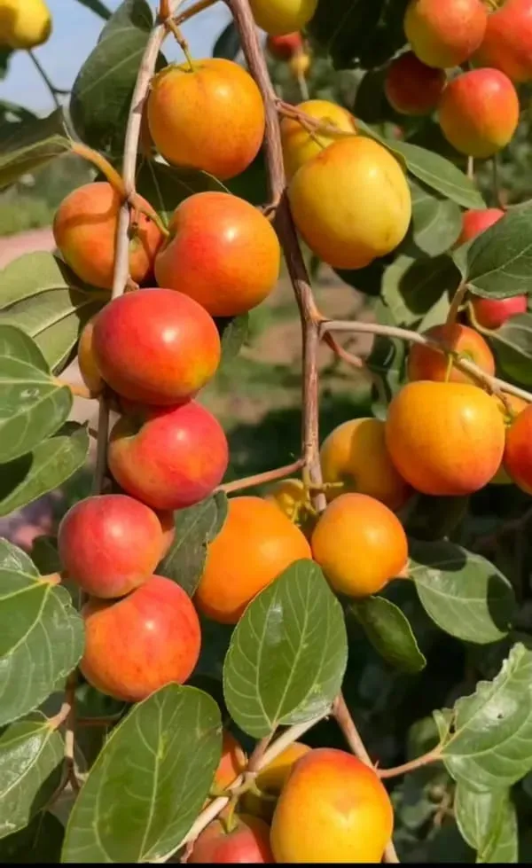 Thai_Kashmiri_Apple_Ber_Fruit_Plant_(Hybrid_&_Grafting)_Pack_Of-1