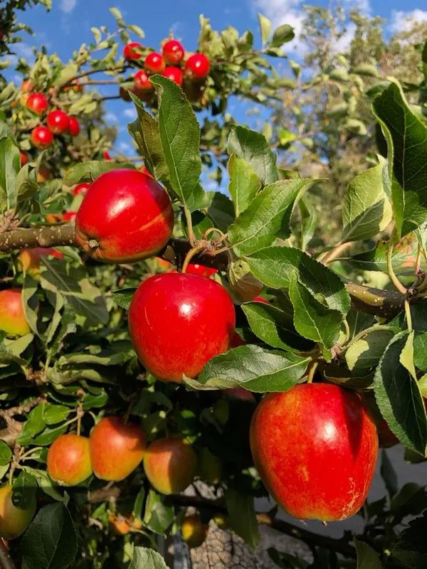 HRMN-99_Hybrid_Grafting_Apple_Plant_(Pack_Of_1)