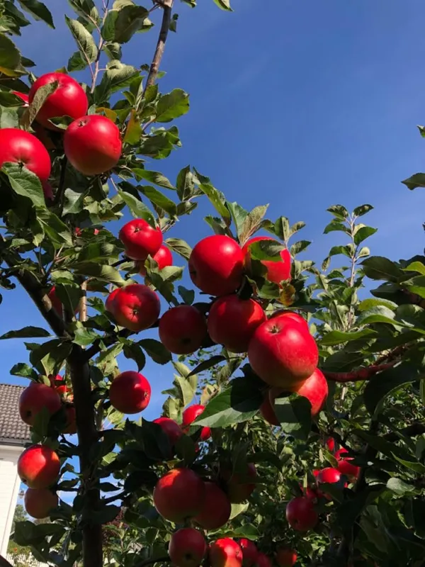 HRMN-99_Hybrid_Grafting_Apple_Plant_(Pack_Of_1)
