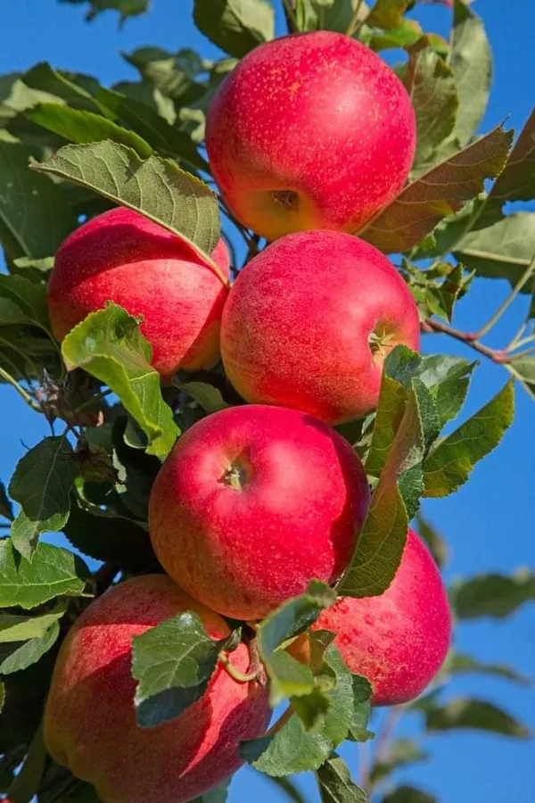 HRMN-99_Hybrid_Grafting_Apple_Plant_(Pack_Of_1)