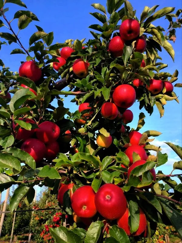 HRMN-99_Hybrid_Grafting_Apple_Plant_(Pack_Of_1)
