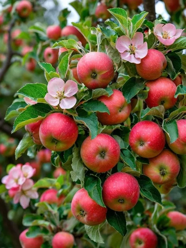 HRMN-99_Hybrid_Grafting_Apple_Plant_(Pack_Of_1)