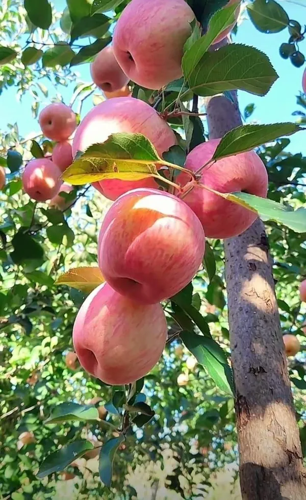 HRMN-99_Seedling_Hybrid_Apple_Plant_🍎🍎🍎_(Pack_Of_1)