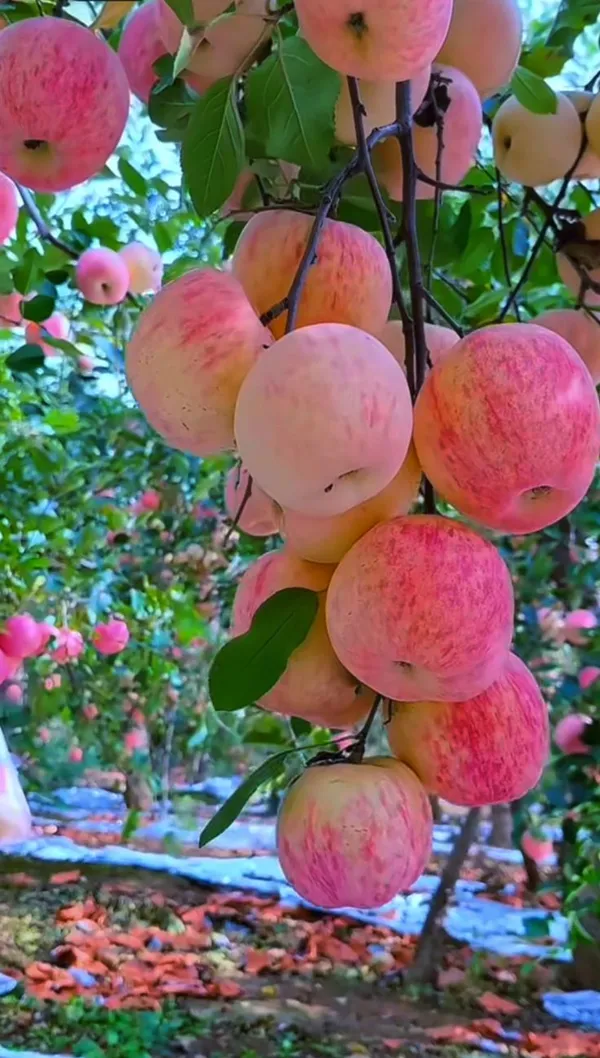 HRMN-99_Seedling_Hybrid_Apple_Plant_🍎🍎🍎_(Pack_Of_1)