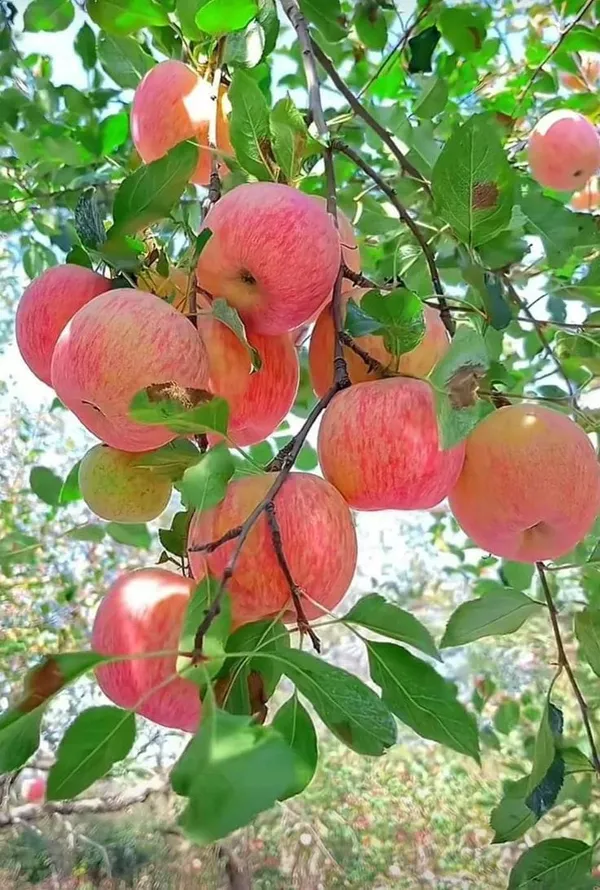HRMN-99_Seedling_Hybrid_Apple_Plant_🍎🍎🍎_(Pack_Of_1)